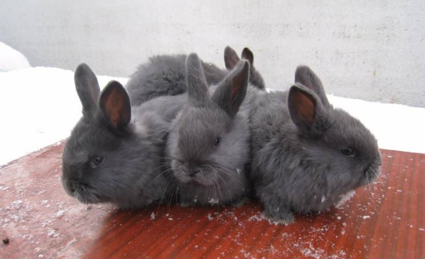 46a1450ffc2fb0de653555ba5a44c9de Віденський блакитний кролик: опис та характеристика породи, розміри кліток для утримання, особливості розмноження, фото