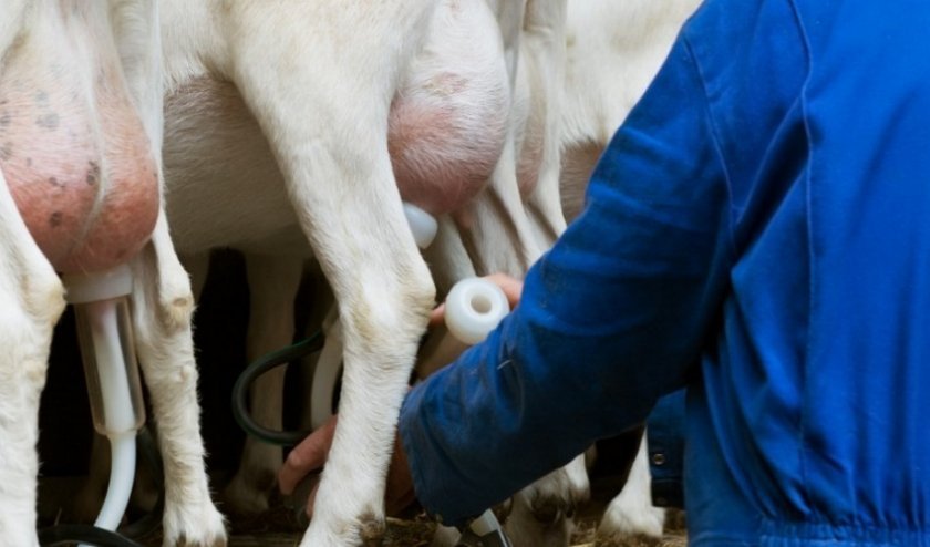 46b9134410292e89a62220e9f911d804 Кров у молоці у кози: причини появи, лікування і профілактика можливих захворювань