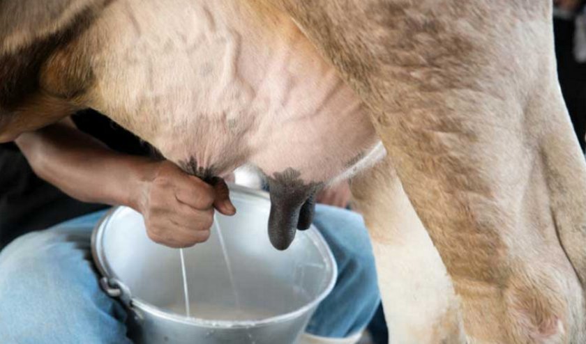 475ffa1238fef5338f9923dbb88fb54b Як правильно доїти корову, скільки разів на день можна доїти, способи доїння