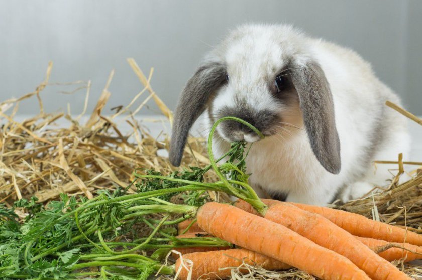 4777dec3f4190b98e458dee835dfcabb Як годувати кроликів взимку в домашніх умовах: основні правила харчування, складання раціону
