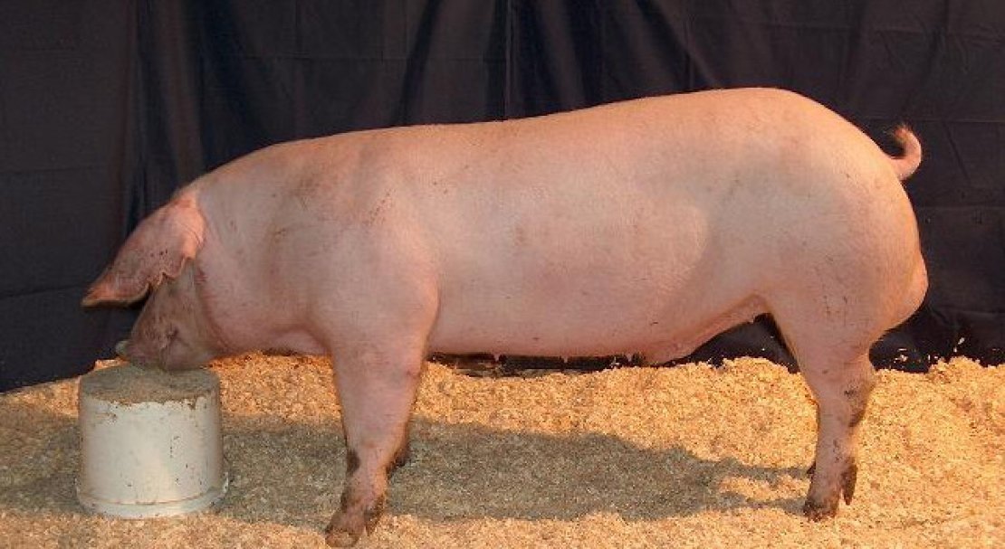 4855ed16e465071310fcc3c48fa5cb57 Ландрас — порода свиней: характеристика і опис з фото, особливості розведення, годівлі та догляду, відео