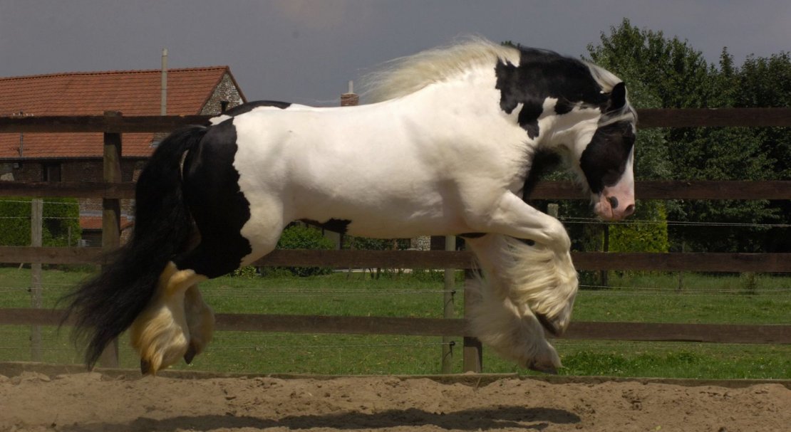 48848e7411ea5e97b7cc85623e90a205 Циганські коні: опис і зміст породи, переваги та недоліки, особливості догляду, фото