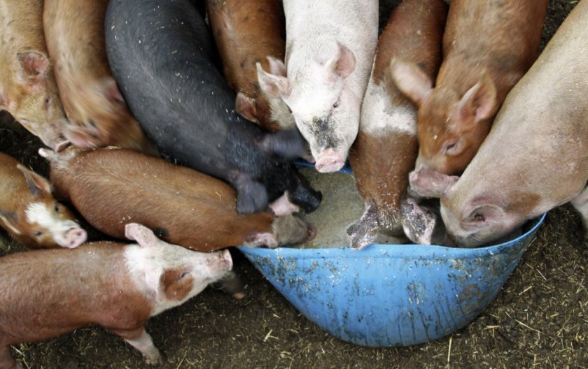 488ac481270f366e463bb7d5d926626e Комбікорм для свиней: види, склад, норми споживання, як годувати, рецепт для приготування своїми руками в домашніх умовах, кращі виробники