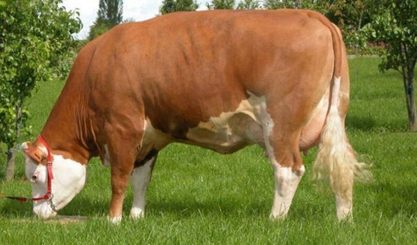 48bb9220947af356d1dbabb666aba3b4 Скільки важить корова, бик, теля: середні показники, розрахунок ваги, рекордсмени по вазі