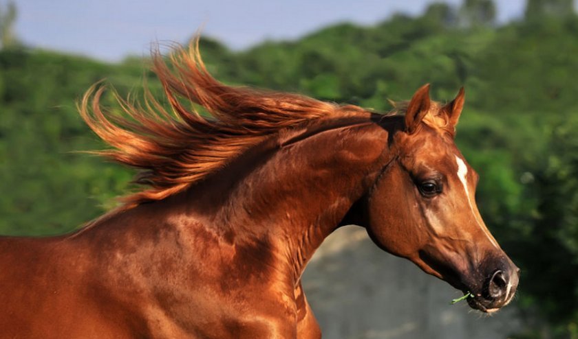49197fb022f9b2a37c08b9412bba6dde Арабська порода коней: характеристика, зміст і догляд, профілактика хвороб, фото