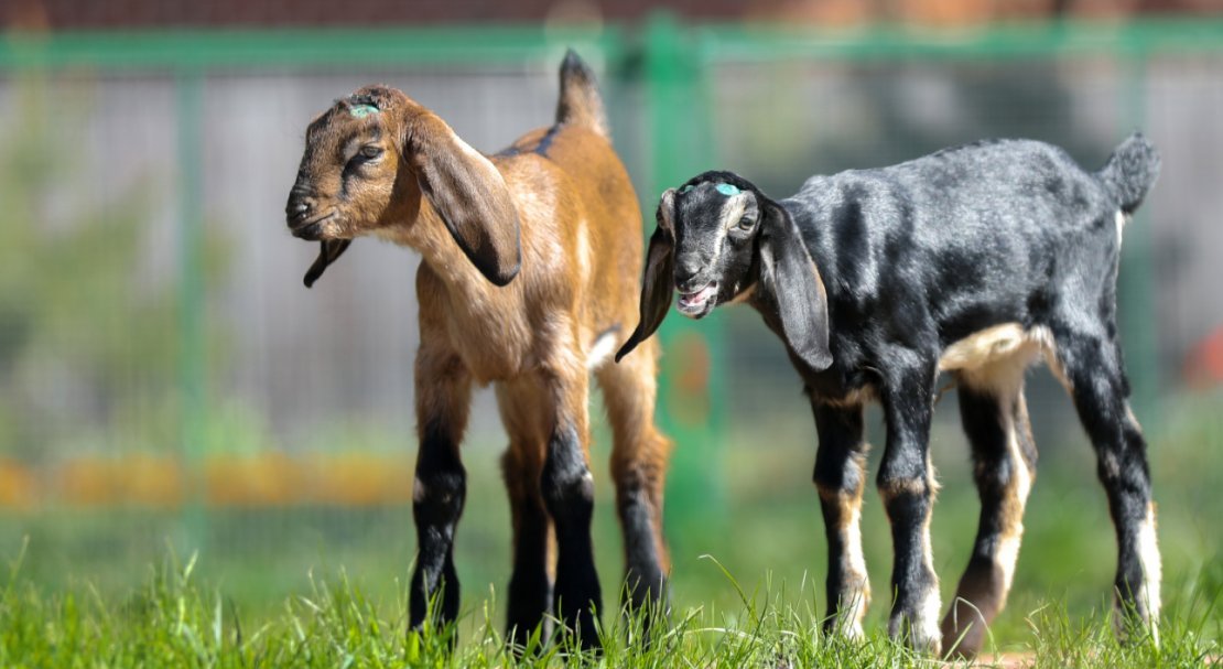 4981c27d835eb0d3c0c679742bc2d8d0 Нубийские кози: опис породи з фото, особливості догляду, скільки дає молока
