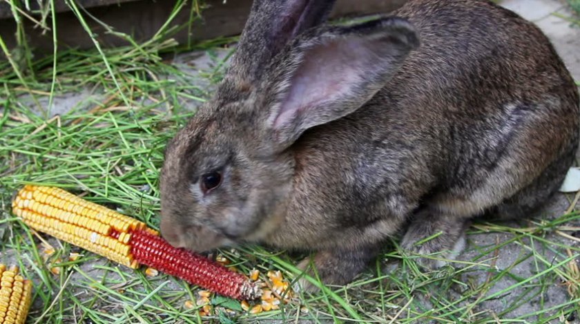 49e1121c6621858e97a7922f7a24b67c Чи можна годувати кроликів кукурудзою (листям, качанами): користь і шкода, їдять свіжу, як правильно годувати
