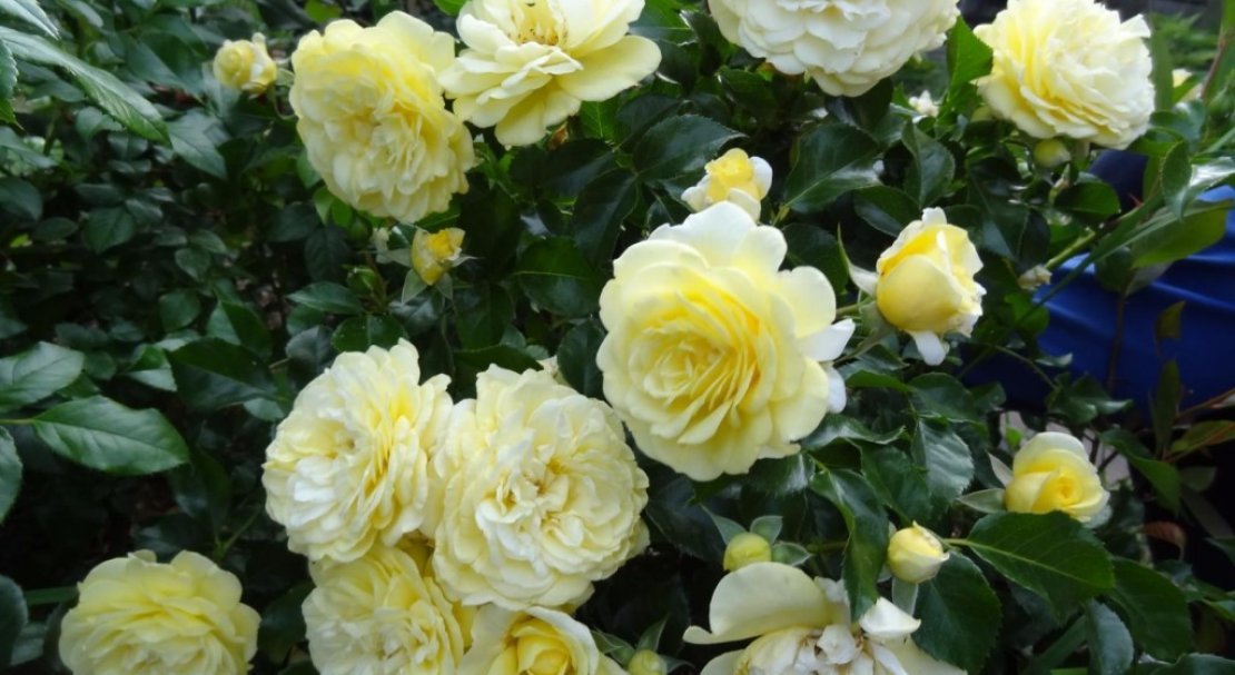 49e94f13c67a4be1894171f3f8135a70 Троянди Кордеса: найкращі сорти з описом і фото, особливості догляду