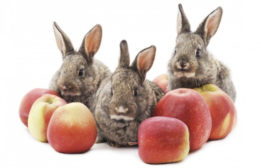 4a4b4341f915a5ed9d1511eaea004fd8 Чи можна годувати кроликів яблуками: у якій кількості, які фрукти корисні, які не можна давати