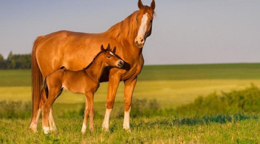 4a62d25b0afd9d16b8f6d4286578272c Як народжують коні: скільки триває і як проходить вагітність, процес пологів, догляд за лошам після народження