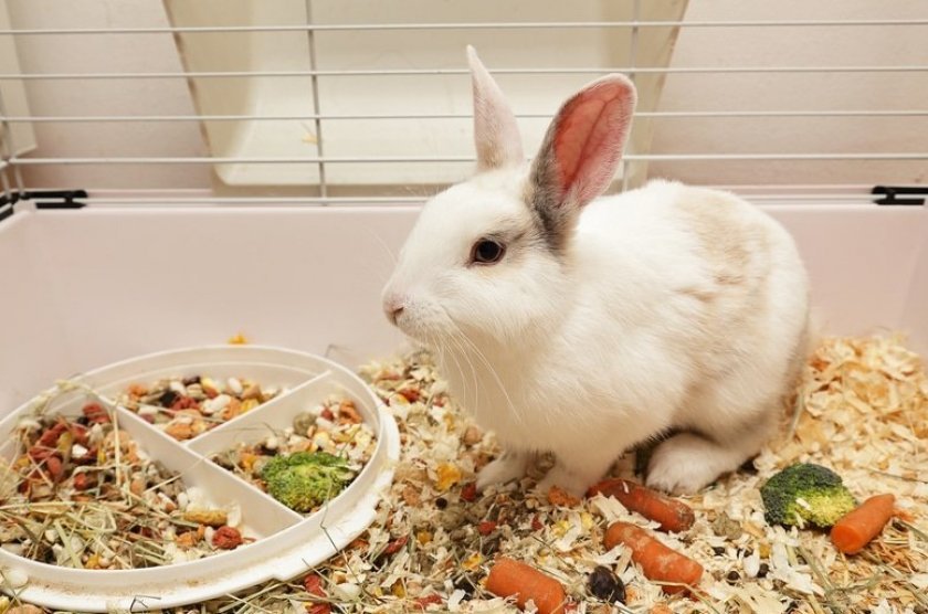 4aa781e31f48f53dba1a4124b67da7e8 Що їдять карликові кролики: дозволені і заборонені корми, особливості годівлі