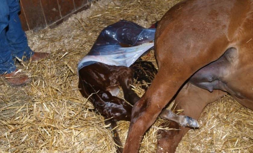 4ab05f65517cafbfcb95c59feccdcd9c Як народжують коні: скільки триває і як проходить вагітність, процес пологів, догляд за лошам після народження