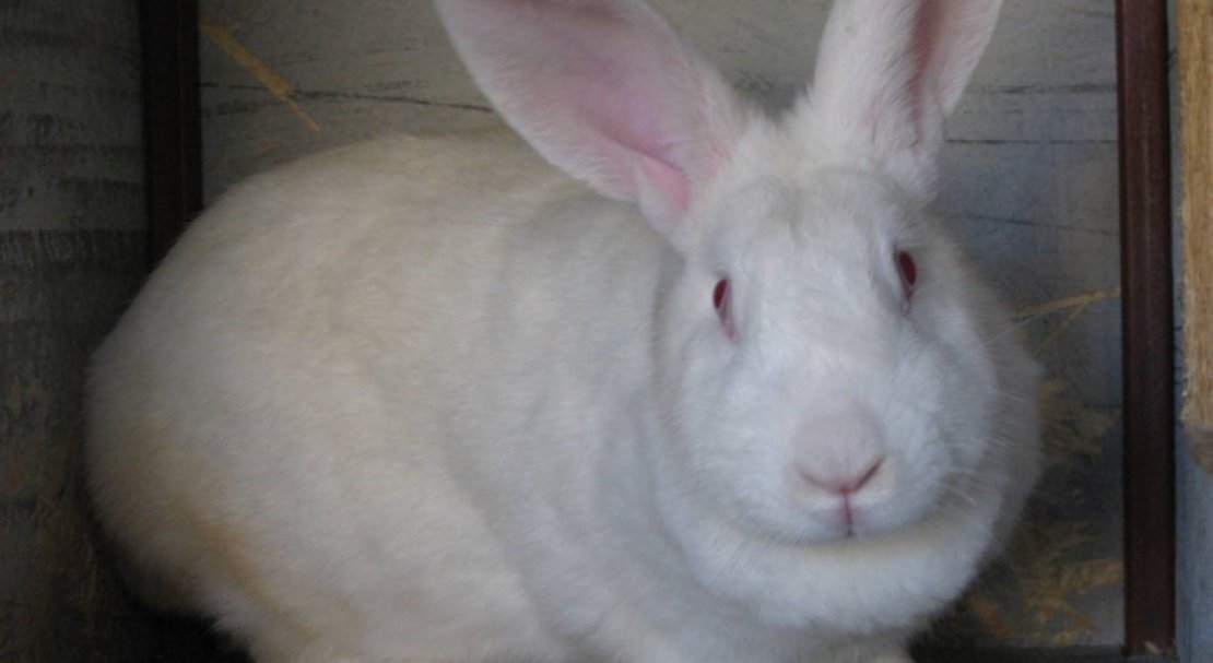 4b2a300c6cc387ae6861140d3a0487ca Кролик білий паннон: характеристика і опис породи, фото, особливості змісту