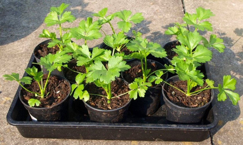 4b7e3e21545b36fa6dd9366fbd5fb8e1 Кореневий селера: вирощування з насіння в домашніх умовах, коли садити на розсаду, кращі сорти, відео