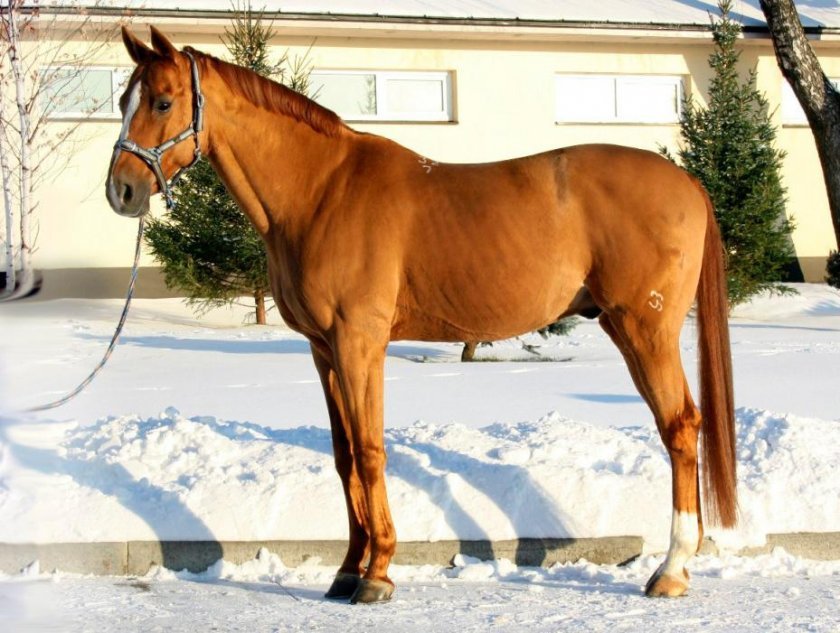 4b8e3251d9754073279b984731acdcc8 Буденновская порода коней: характеристика, зміст і догляд, фото