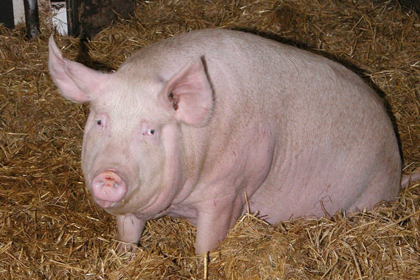 4bc343be2695aaa3fb95b85bc1170303 Парування (злучка) свиней в домашніх умовах: як дізнатися готовність і в якому віці починають злучати