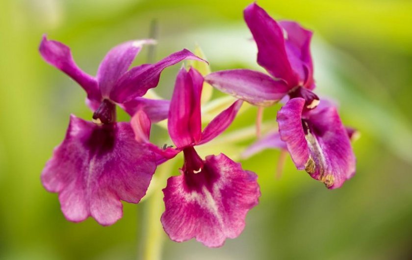 4bc9689d6c953716d082009746b4c97c Самі красиві орхідеї: ТОП 13 кращих видів та їх опис, фото
