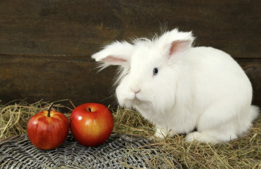 4c742bfefbfe361fbd9e8eddf5c24748 Чи можна годувати кроликів яблуками: у якій кількості, які фрукти корисні, які не можна давати
