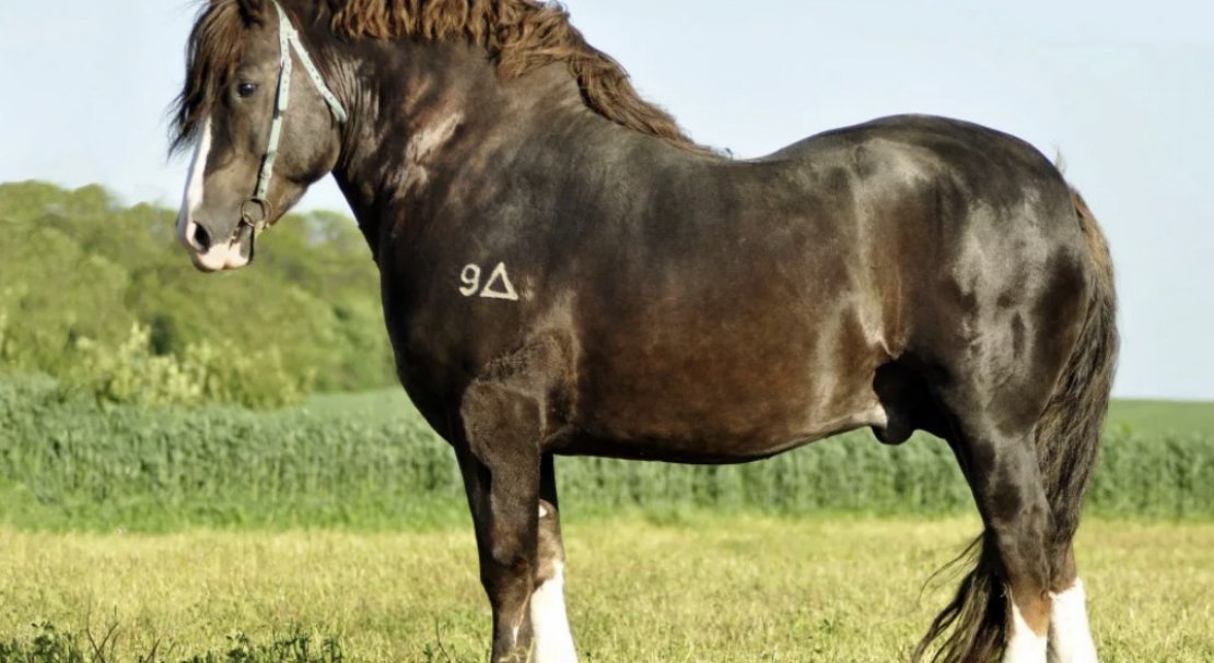 4ce4944b7b8b723f2dae5fd8fe52de2f Російський ваговоз — порода коней: фото і опис, вага, догляд та годівля