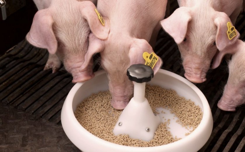 4d441f2d58c360345fd24d72a23b362b Комбікорм для свиней: види, склад, норми споживання, як годувати, рецепт для приготування своїми руками в домашніх умовах, кращі виробники