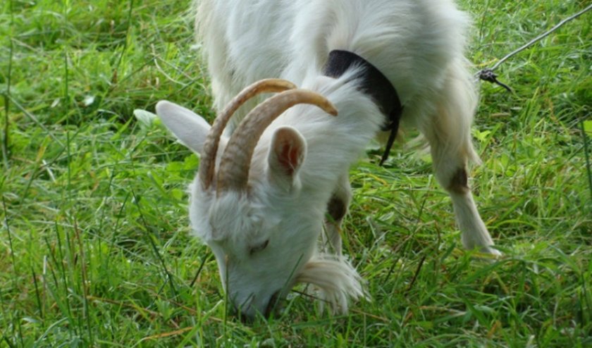 4d8434f69cec8f1505bead85fedc543b Як правильно годувати козу взимку: перед і після окоту, основні правила годування, як скласти раціон