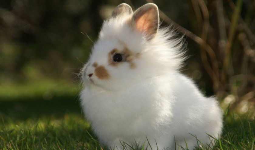 4d948db1522483bcd573dfb0afc52de1 Ангорський декоративний кролик: опис породи і фото, догляд та утримання в домашніх умовах, чим годувати