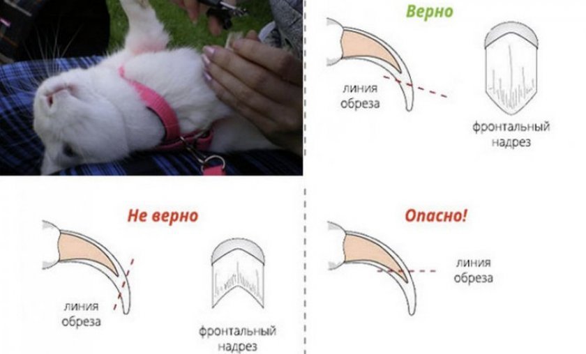 4dd9c205397d59e7a6bd8263c30774d2 Як підстригти кролику кігті в домашніх умовах: як зробити це правильно, покрокова інструкція, відео