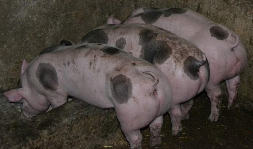 4defd96ae69850448b4fc30362049522 Порода свиней пєтрен: характеристика і опис, поради з вибору при покупці, утримання та догляд, фото