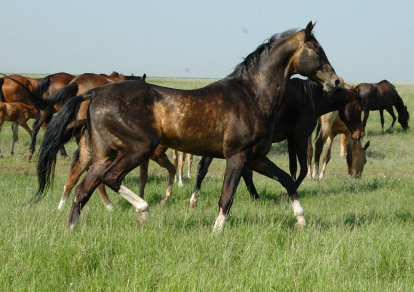4e596bcc070886ea660b51f14df34b50 Ахалтекінська порода коней: опис та історія породи, виховання і догляд, відео