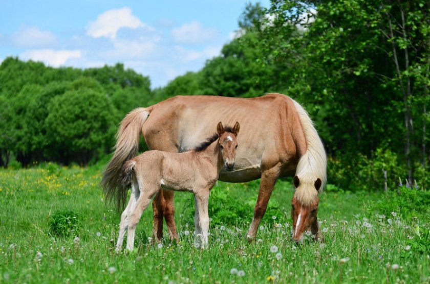 4f82e6080d51c627ab2ee98e8584981c Башкирська кінь: опис і зміст породи, переваги та недоліки, особливості догляду, фото