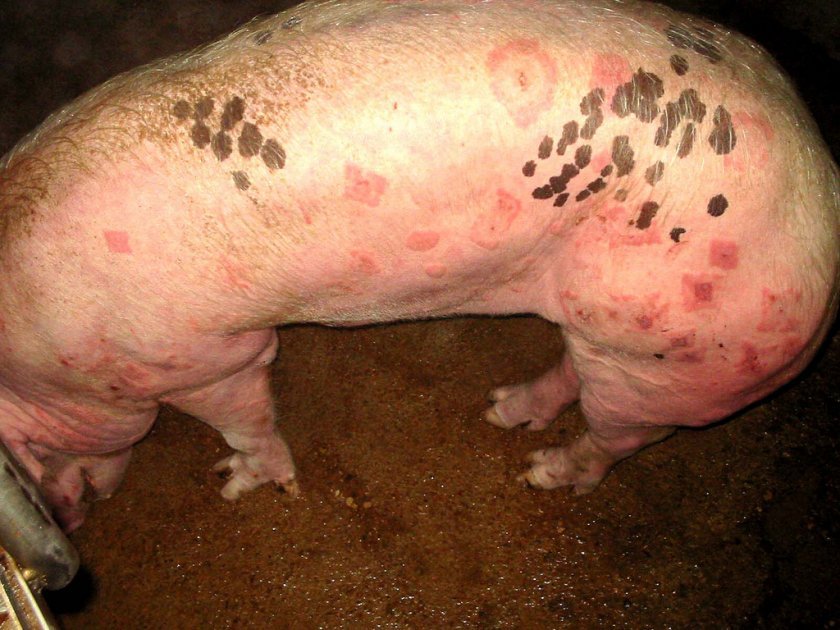 5121e60e4fbf7137a452c1074093ba73 Пика у свиней: симптоми і лікування в домашніх умовах, вакцина (сироватка) проти хвороби, чи є мясорожа у свиней