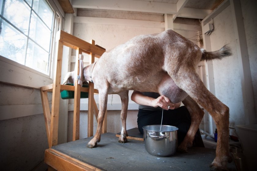 51bc955357c84a1d311d0797e8117206 Як правильно доїти козу: інструкція для початківців, скільки разів на день, можна доїти до і після окоту, відео