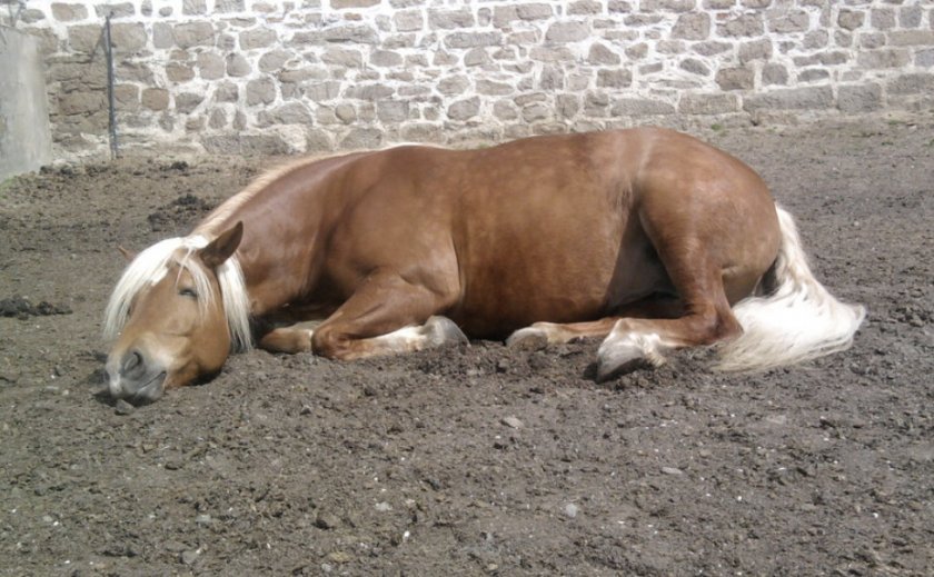 5372ab6f19d29e0407bd1b5af48bd271 Як сплять коні: в якому положенні (лежачи або стоячи), де і скільки, картинки, фото