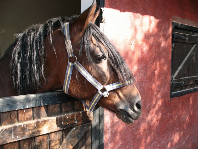 54bd19c7b58b227371922a829b9a29e4 Циганські коні: опис і зміст породи, переваги та недоліки, особливості догляду, фото