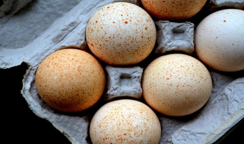 54c8c794f4eefd61464b2e84a829dfa5 Индюшиные яйця: користь і шкода, можна їсти, як вживати