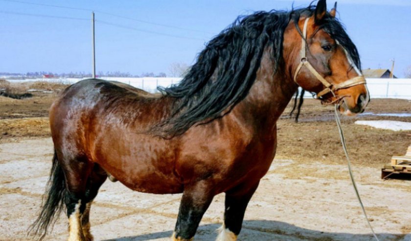 5513e9f4ff2e3ff79203d500f0547fbb Володимирський ваговоз порода коней: опис, вага, висота в холці, фото, утримання та догляд