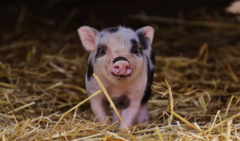 55dfebedfbf866978daf5f5a418a64cd Карликова домашня свиня: опис породи, особливості утримання і догляду, можливі хвороби і їх лікування