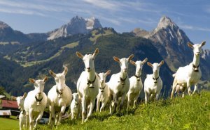 5613e4dadc57a884e00c81ad563859c4 Дамаська коза породи шамі: характеристика, особливості розведення в домашніх умовах