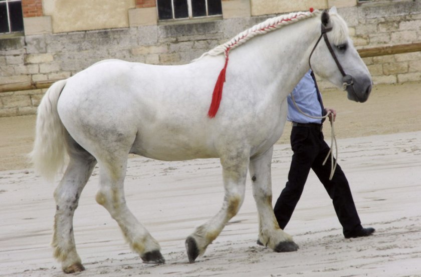 561a7d573d1357fedd9202cc018bb262 Першероны коні: опис та характеристика породи, розміри і вага, особливості змісту, фото, відео