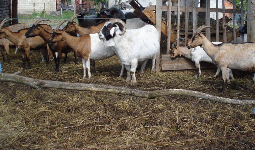 562ef7caeeff36283719af482d7b5587 Як правильно годувати козу взимку: перед і після окоту, основні правила годування, як скласти раціон