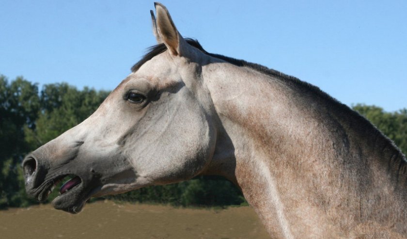 5722d1359737bfff5284ea5d61dd3545 Арабська порода коней: характеристика, зміст і догляд, профілактика хвороб, фото