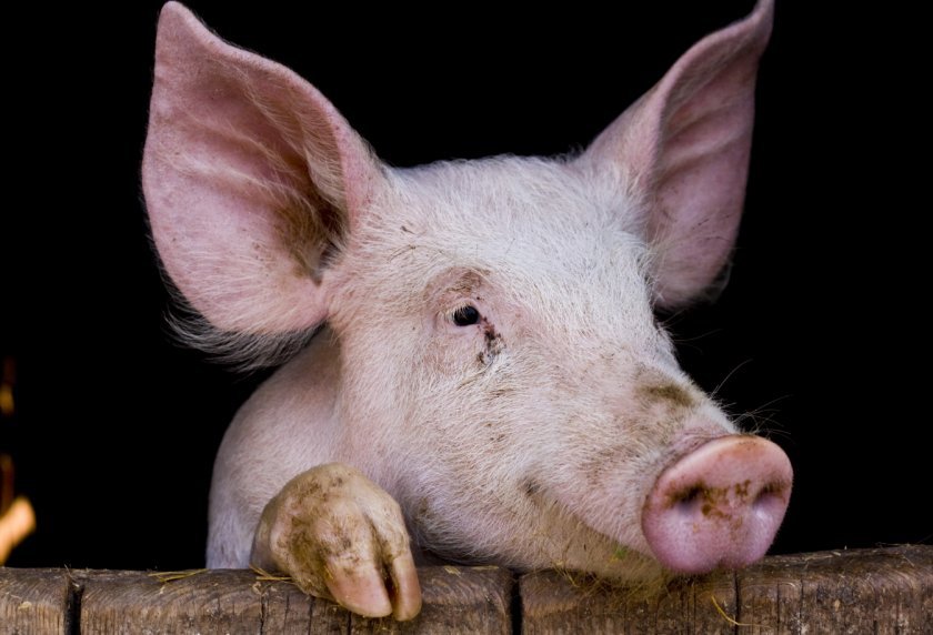 572e3d2df737cbe6d307cb33320e7959 Скільки років в середньому живуть свині в домашніх умовах і в дикій природі, що впливає на тривалість їхнього життя