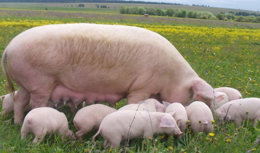 57577ec42f38517153d5862e13efd736 Годування свиней в домашніх умовах: раціон і норми, чим можна годувати