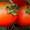 577a05f240989ca767e6d1d9b3d67e52 Томат Пролісок: опис та характеристика помідора, вирощування і догляд, фото