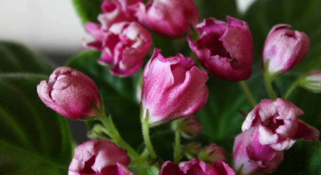 582fd7be10cb31eb4fd2c868abe4f6b3 Фіалка Чарівний Тюльпан: опис та фото, особливості вирощування та догляду в домашніх умовах