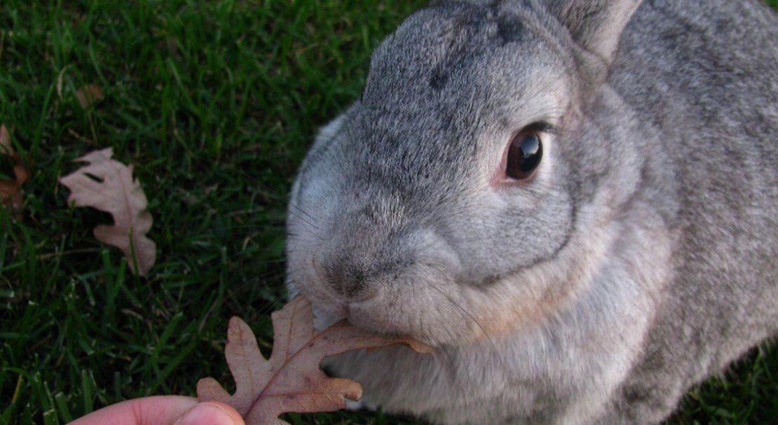 586041ff82ffe1df72347d154109c0d4 Радянська шиншила (порода кроликів): опис, фото, вага, розведення та годування