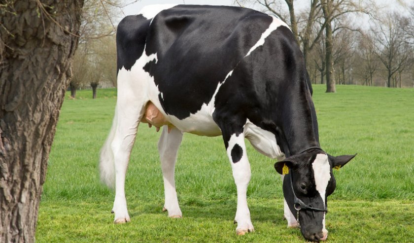 5875aba899050cd37ba00caf2a505c56 Чорно ряба порода корів: характеристика, продуктивність, утримання та догляд