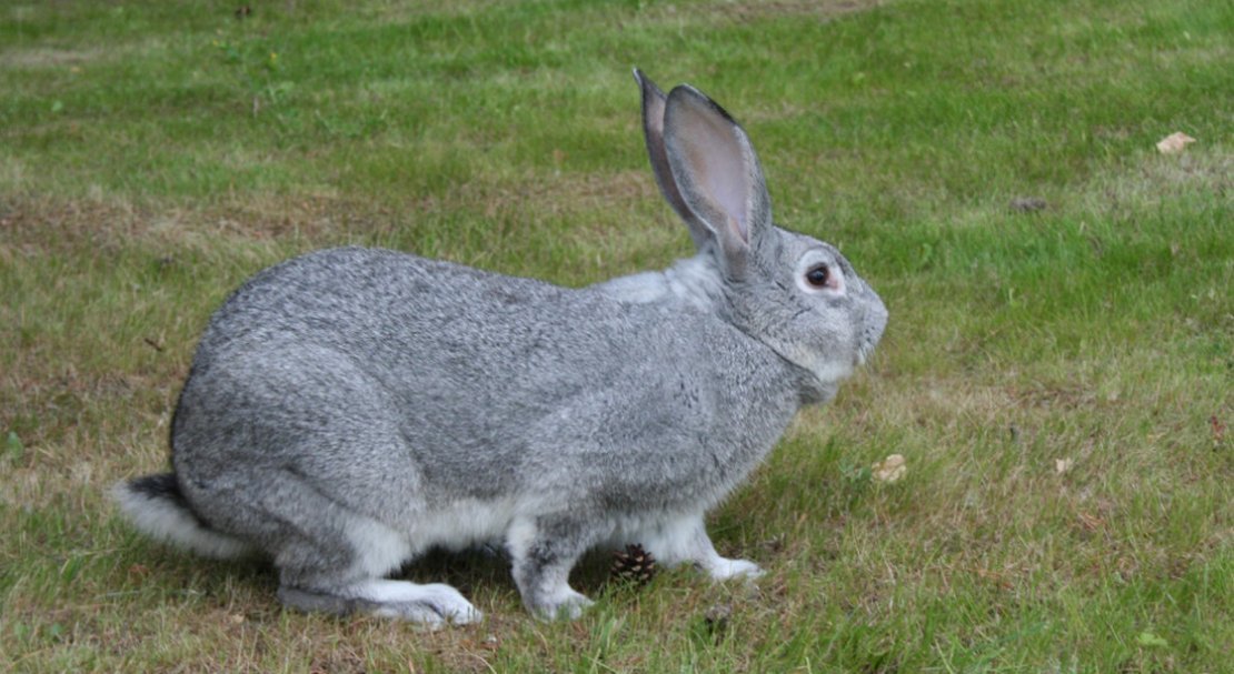 587c2bdc0f2b33f8533ac639fff46351 Радянська шиншила (порода кроликів): опис, фото, вага, розведення та годування