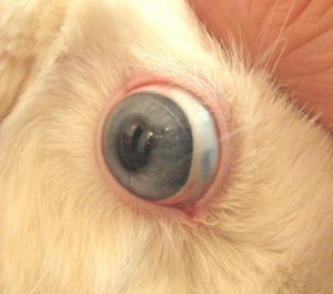 58910f50b41709d8230da2c20edadee2 Хвороби очей у кроликів: симптоми і лікування, опис та причини, фото