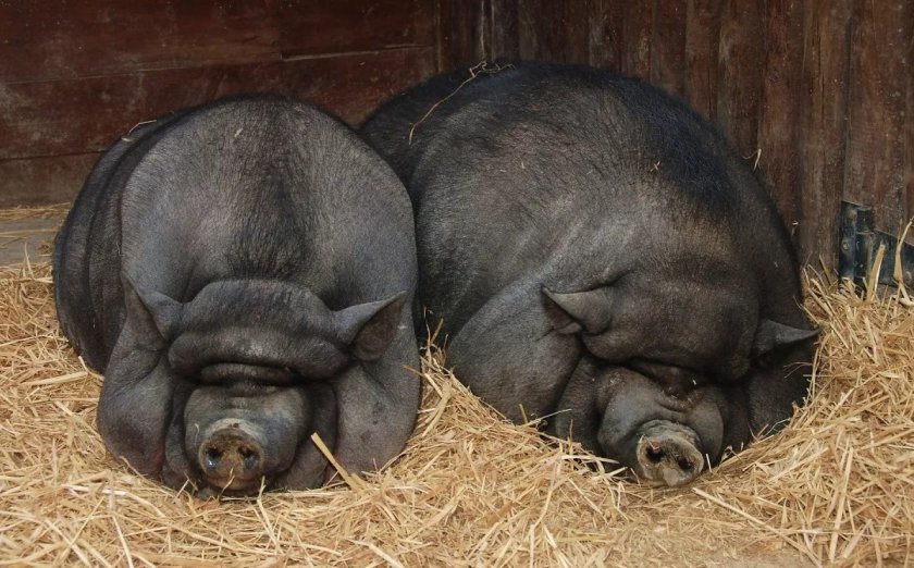 58ae496c8be57da52eb9170f54432a1c Скільки років в середньому живуть свині в домашніх умовах і в дикій природі, що впливає на тривалість їхнього життя